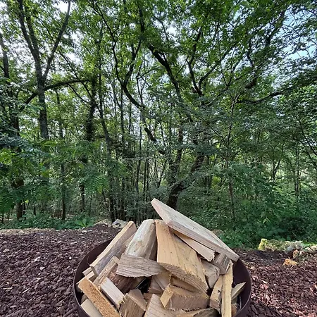La Dans Les Arbres *